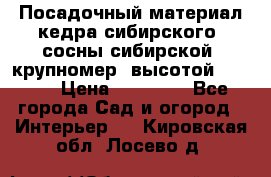 Посадочный материал кедра сибирского (сосны сибирской) крупномер, высотой 3-3.5  › Цена ­ 19 800 - Все города Сад и огород » Интерьер   . Кировская обл.,Лосево д.